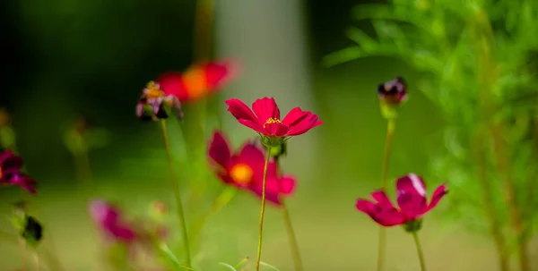 Cosmos Flowers Red Cosmos Flowers Blooming Green Field Natural Tones —  Fotos de Stock