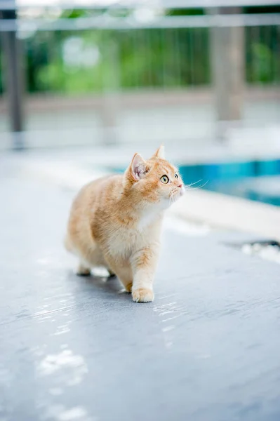 Sevimli Turuncu Kedi Havuz Kenarında Yürüyor Sevimli Hayvan Evin Etrafında — Stok fotoğraf