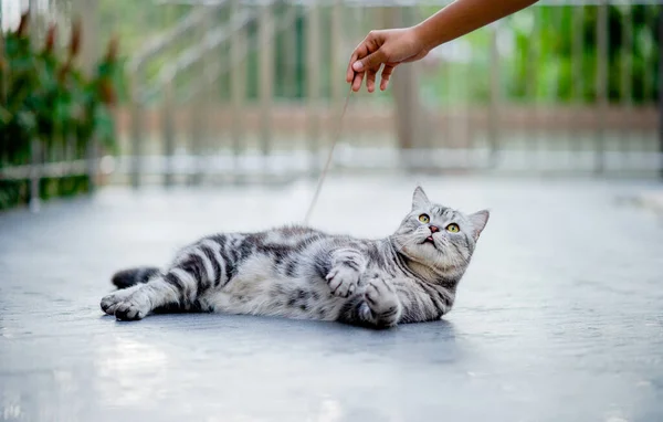 Gato Cinza Bonito Alegremente Brincando Com Proprietário Casa Mostrando Amor — Fotografia de Stock