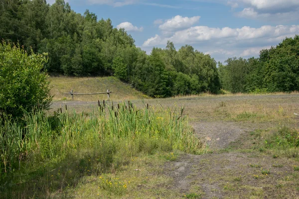 En fridfull park med träd — Stockfoto