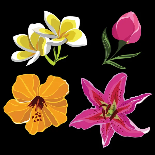 Set di fiori realistici, isolati su sfondo nero . — Vettoriale Stock