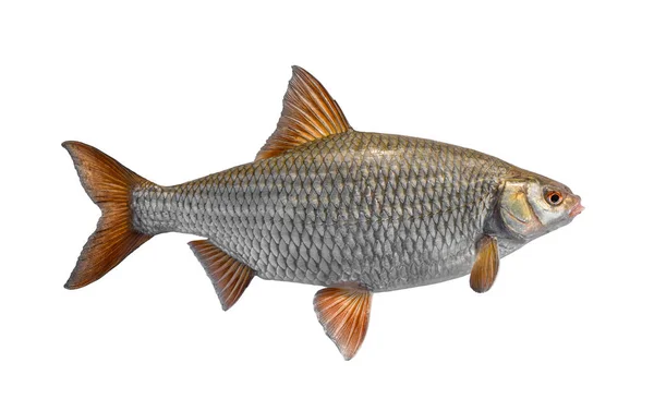 Рыба Таракан Большой Живой Европейский Таракан Изолирован Белом Фоне — стоковое фото