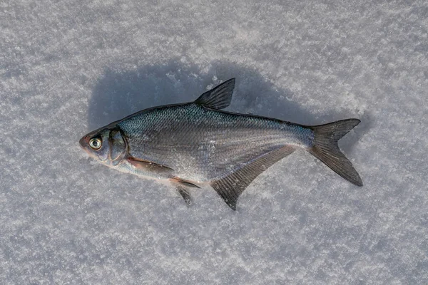 Peixe Dourado Azul Neve Pesca Gelo Inverno — Fotografia de Stock
