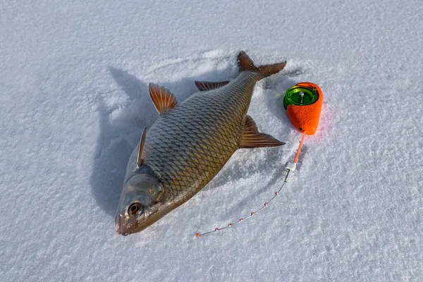 Pesca Hielo Invierno Peces Cucaracha Caña Invierno Sobre Nieve — Foto de Stock