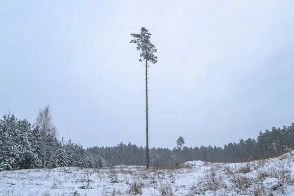 Desmatamento Pinheiro Sozinho Entre Tocos Depois Derrubar Floresta Inverno — Fotografia de Stock