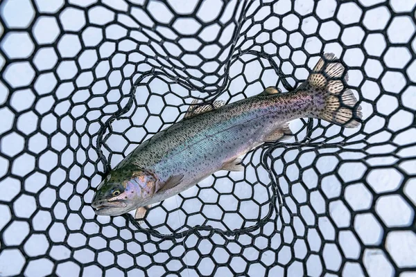 ゴム製のランディングネットでのレインボーマス魚 面積湖でのマス釣り — ストック写真