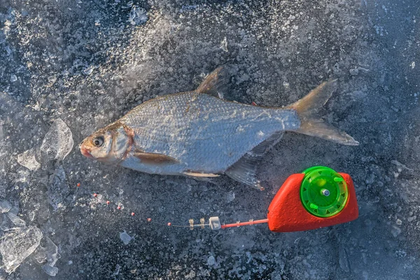 Зимова Льодова Риболовля Ламкі Риби Зимовий Стрижень Снігу — стокове фото