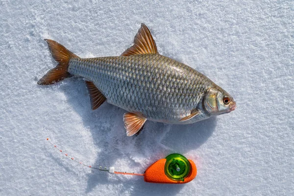 Pesca Hielo Invierno Peces Cucaracha Caña Invierno Sobre Nieve — Foto de Stock