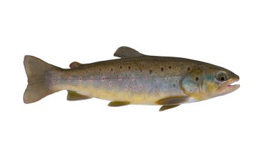 Brook alabalığı. Beyaz arka planda izole edilmiş yerel somon balığı.
