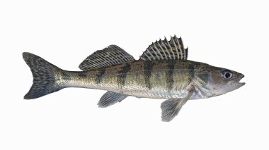 Volga zander. Zanderperch bersh balığı beyaz arka planda izole edilmiş. Walleye Sander pikelevrek balıkçılığı