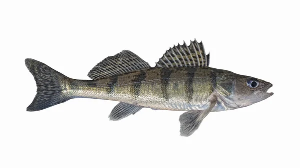 Βόλγα Ζάντερ Ψάρια Του Ζάντερπερτς Απομονωμένα Λευκό Φόντο Ψάρεμα Καλάμι — Φωτογραφία Αρχείου