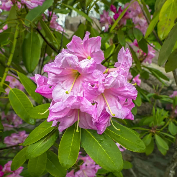 Pink Rhododendron Blooming Flowers Spring Garden — Stock Photo, Image