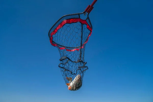 Рыболовецкая Сеть Рыба Окунь Специализированной Сети Над Водой Голубом Фоне — стоковое фото
