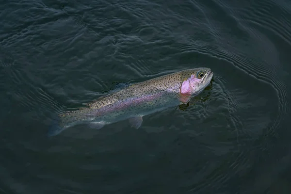 Area Trout Fishing Caught Rainbow Trout Fish Water Hook — Stockfoto