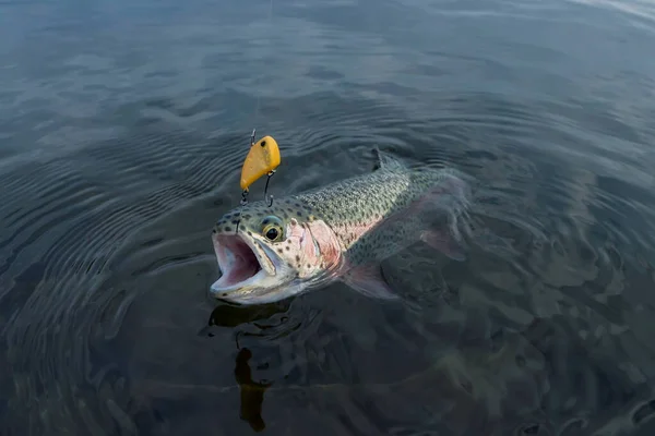 Area Trout Fishing Caught Rainbow Trout Fish Water Hook — Foto Stock