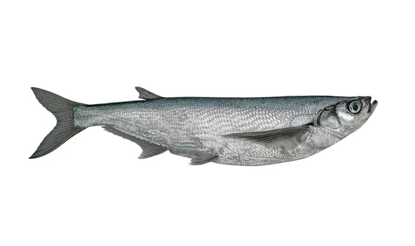 Sabrefish 在白色背景上被隔离的鲜活的旗鱼 Sichel Pelecus Cultratus — 图库照片