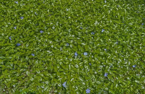 Periwinkle Lawn Texture Wild Vinca Minor Blue Flowers Green Leaves — Foto de Stock