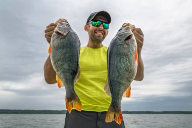Successful perch fishing. Happy fisherman hold two big perch fish