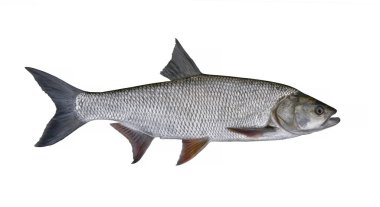 Asp fish isolated on white background. Aspius fishing