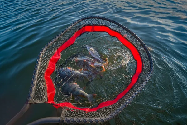 釣りの着陸網 専門的な網で水に多くのパーチ魚 — ストック写真