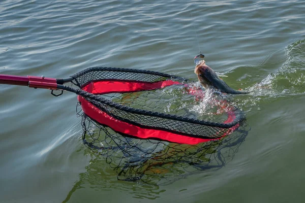 Rede Desembarque Pesca Tomando Peixes Poleiro Água Por Rede Especializada — Fotografia de Stock