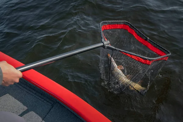 Fishing Landing Net Taking Pike Fish Water Specialized Net — Stock Photo, Image