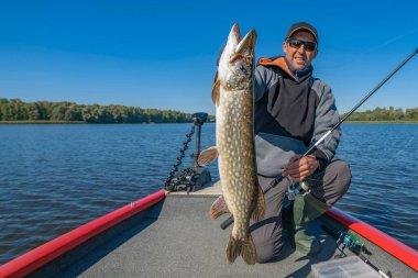 Pike fishing. Successful fisherman hold muskie fish