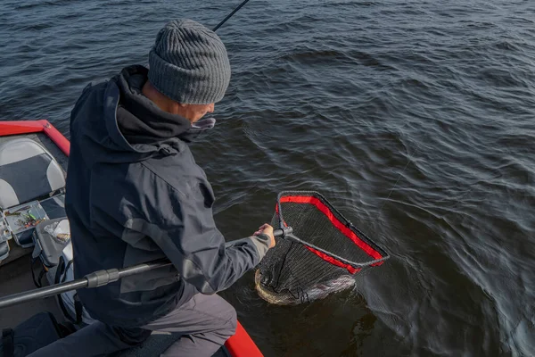 Fisherman Takes Pike Fish Fishing Landing Net — Stock Photo, Image