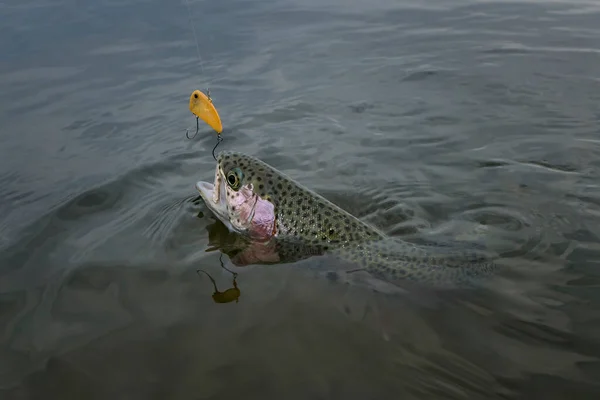 Area Trout Fishing Caught Rainbow Trout Fish Water Hook — ストック写真