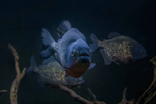 Piraña Bajo Agua Peligrosos Peces Pirañas Aguas Oscuras —  Fotos de Stock