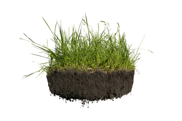 Green Meadow Grass Black Ground Soil Roots Isolated White Background — Zdjęcie stockowe