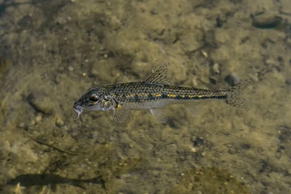 Gudgeon Fish Clear Fresh Water Gobio Natural Habitat — Stock Fotó