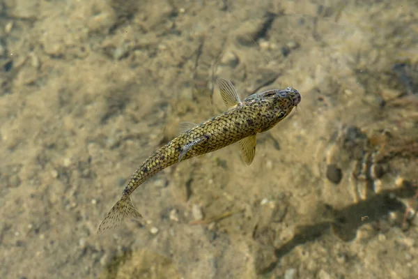Gudgeon Fish Clear Fresh Water Gobio Natural Habitat — Foto Stock
