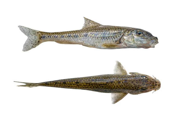 Риба Гуджон Ізольовані Дві Сторони Білому Тлі — стокове фото