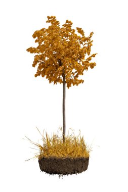 Kuru çayırlarda sarı altın yapraklı sonbahar ağacı kara toprak ve kökler beyaz üzerine izole edilmiş.