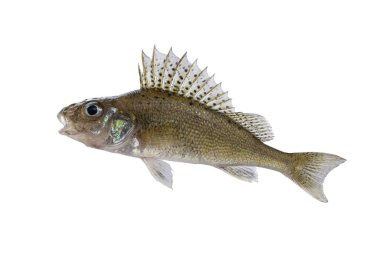 Fırfırlı balık. Canlı canlı Avrasya Ruffe 'si beyaza izole edilmiş.