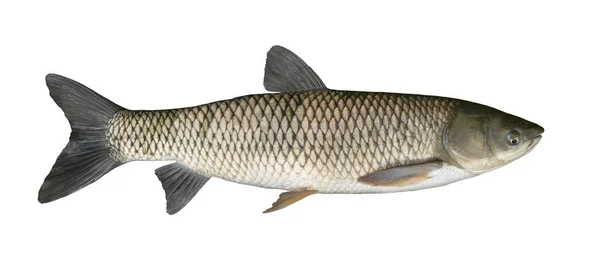 Grass Carp Fish Isolated White White Amur Fishing — Stockfoto