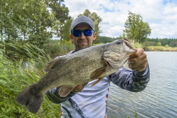 Bass Fishing Large Bass Fish Hands Pleased Fisherman Largemouth Perch — 图库照片