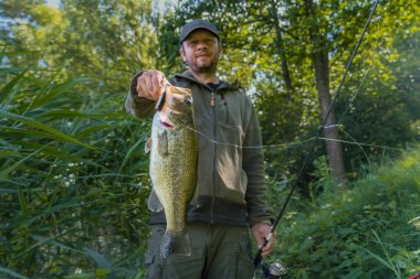 Bass fishing. Bass fish in hands of pleased fisherman with tackle. Largemouth perch at pond