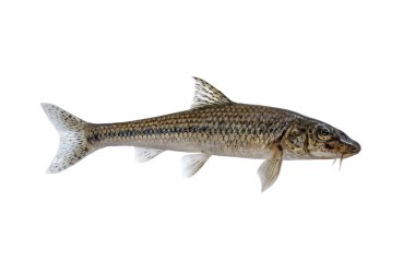 Gudgeon alive fresh fish isolated on white