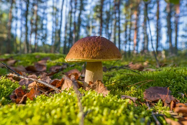 Edible Boletus Mushroom Forest Porcini Grow Moss — Stockfoto