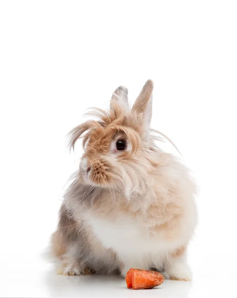 Кролик FUNNY — стокове фото
