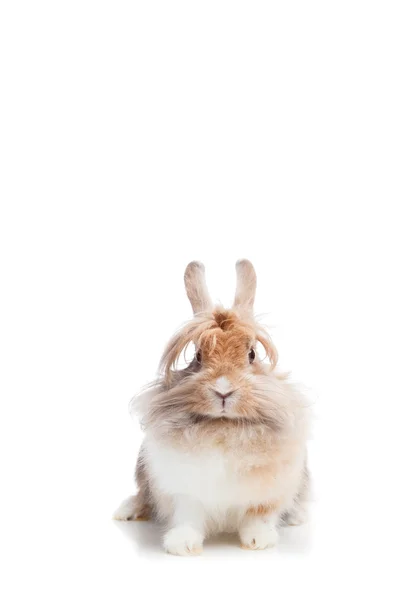 Кролик FUNNY — стокове фото