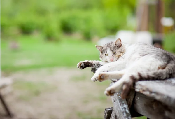 Preguiçoso gato cinza — Fotografia de Stock