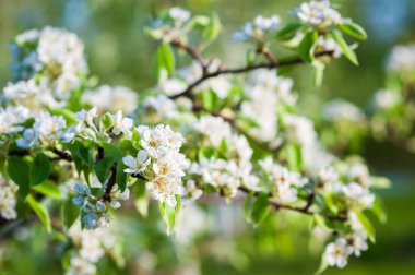 Çiçek açan elma dalı