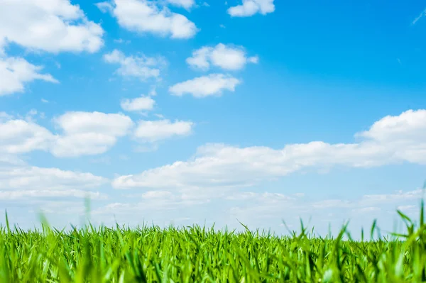 Field under sky Royalty Free Stock Images