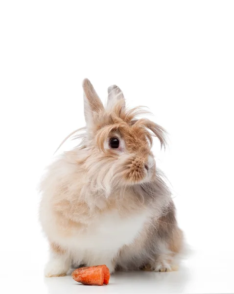 Забавный кролик — стоковое фото
