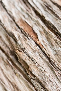 Soyut eski ağaç kabuğu doku
