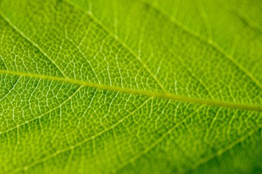 soyut yeşil yaprak dokusu