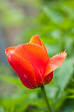 yeşil arka plan üzerinde kırmızı lale